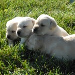 Adorable Yellow Labrador Retriever Puppies For Sale
