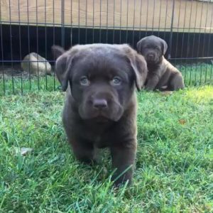 Welcome to Steele’s Labrador Retrievers