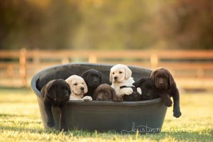 Chocolate Yellow Black Lab Puppies For 