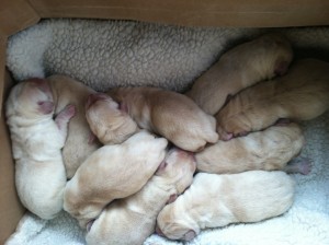 Sunshinepups2012