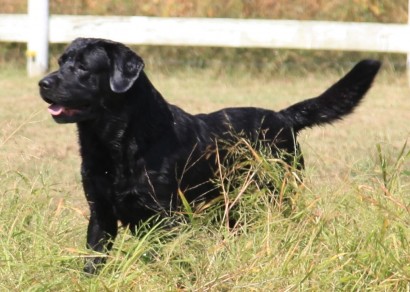 Angus