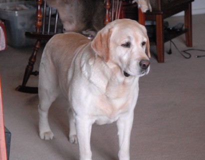 Yellow labrador hot sale breeders near me